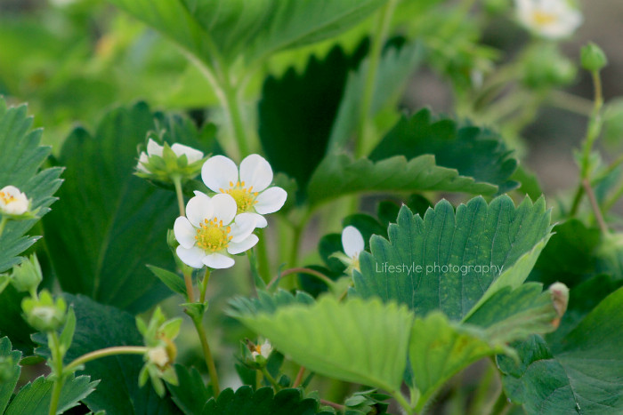 Strawberry blooms