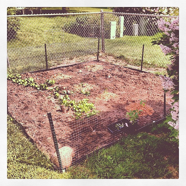 Just tilled and planted the backyard garden!