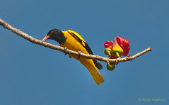 Passeriformes, Oriolidae - Old World Orioles