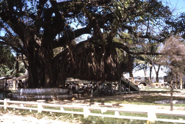 Da Nang 1966 - Banyan tree