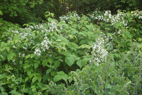 Blackberries a'plenty if the weather holds true by woodsrun