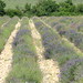 A weedy but very pretty lavender field
