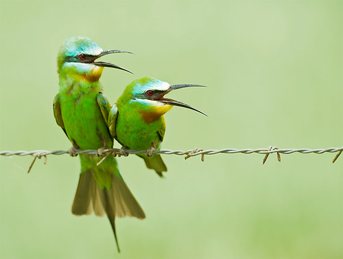 無料写真素材|動物|鳥類|ルリホオハチクイ
