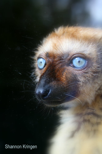 lemur edinburgh zoo