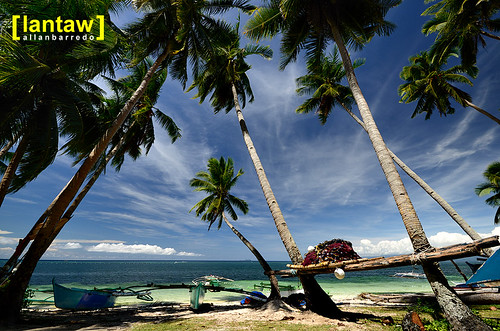 Tambisan Coconut Trees