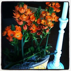 My Mother's Day Flowers from boy #1(his own money) Are so bright & perfect- they almost look fake! #mobsociety