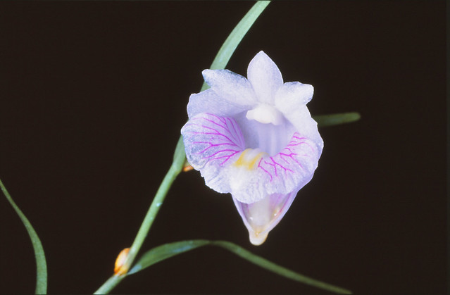 Dendrobium linearifolium