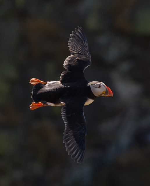 puffin backlit in flight