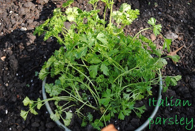 parsley in pot at community garden