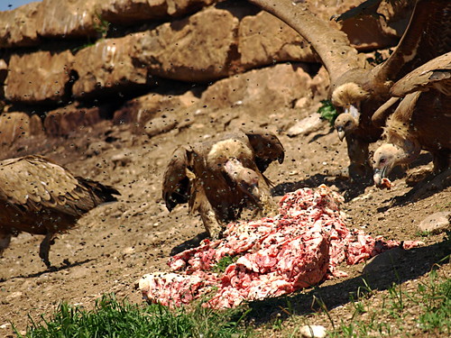 vultures feeding on carrion in Pyrenees