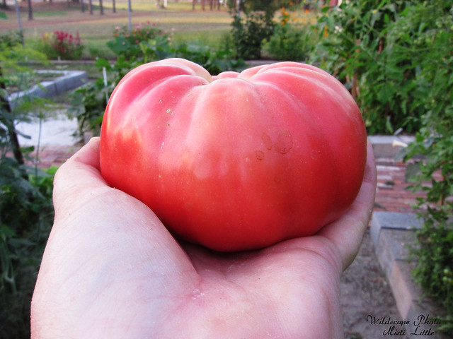 tomatoe2