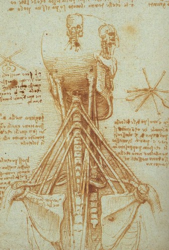 Neck and back - Leonardo Da Vinci