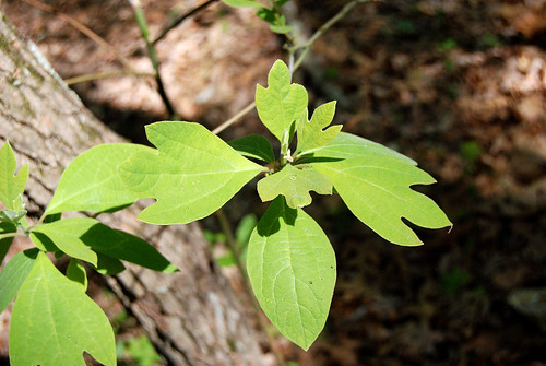 Picture of leaves of the Sassafras tree as seen in spring in Piney Creek Wilderness in Missouri