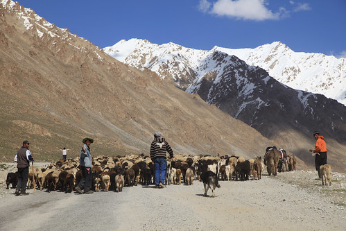 Shepherding Sheep and Goats to High Pastures Pamir Highway Remote Mountainscape and High Desert Tajikistan
