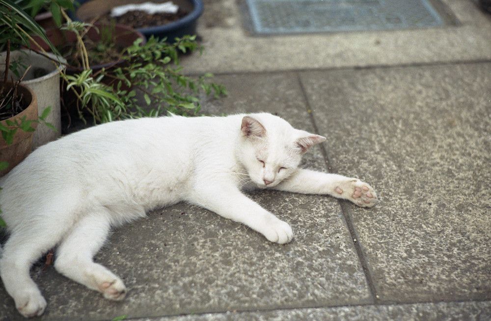 リラックス白猫