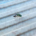 Long legged fly