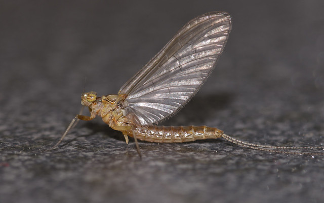 Pond olive mayfly adult Cloeon dipterum 4
