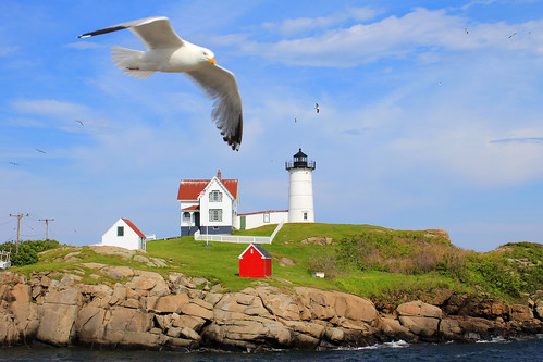 Nubble Light and Gull by nelights