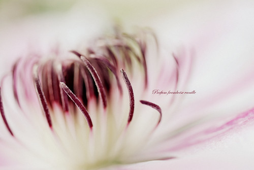 le coeur d'une fleur est si beau... by FREDBOUAINE ☮