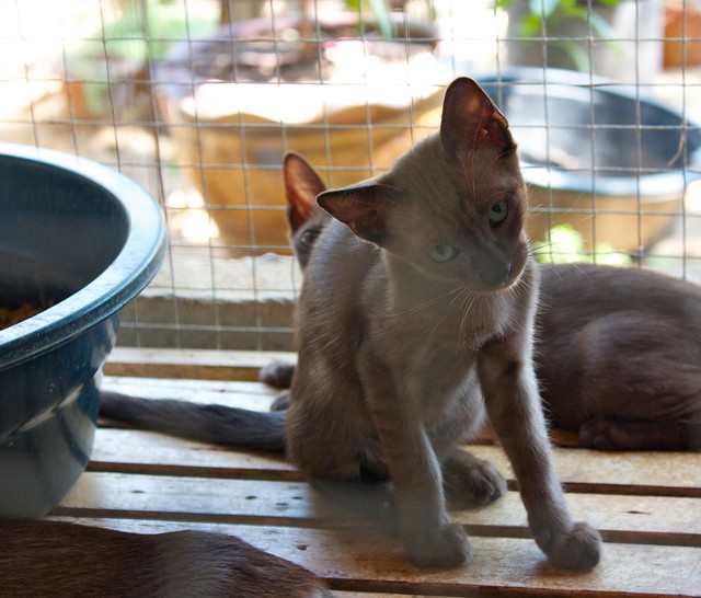 Дом тайских кошек kitten