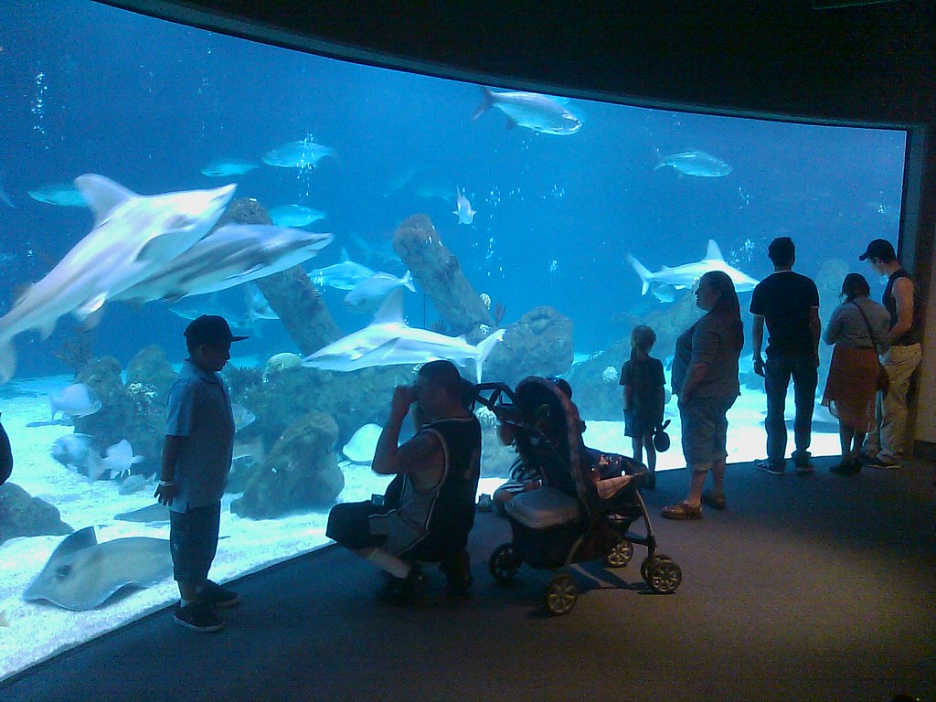 At the ABQ Biopark Aquarium