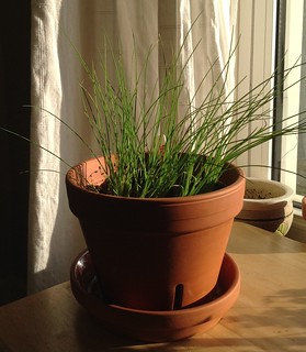 05-14-2012 Chives