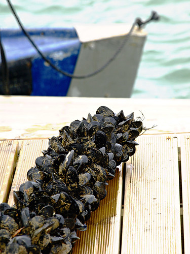 Mussels in Alfacs Bay, Delta del Ebro