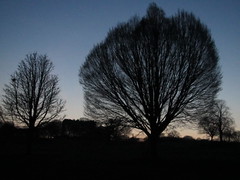 Spring Trees in Silhouette on Hampstead Heath