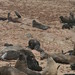 Seal colony, Skelleton Coast, Namibia - IMG_3755_CR2