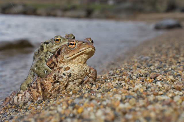 common toad loch shot flash