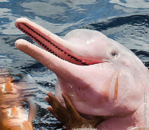 Delfín rosado del Amazonas