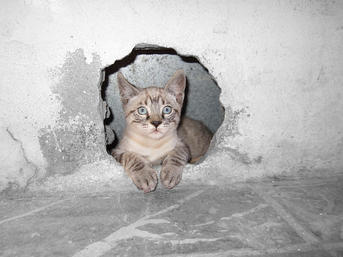 Gato posando by Loli Calatayud