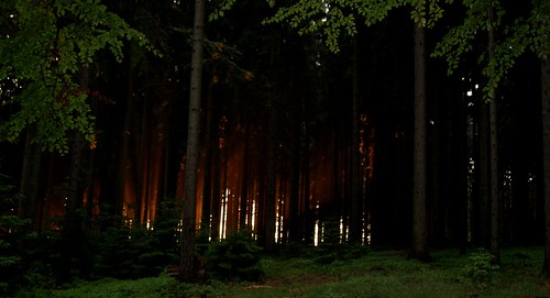 burning woods