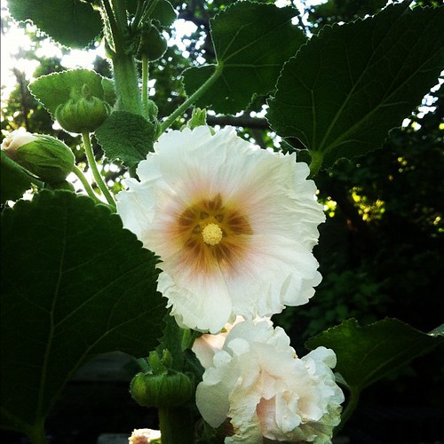 My own sweet hollyhocks at home.