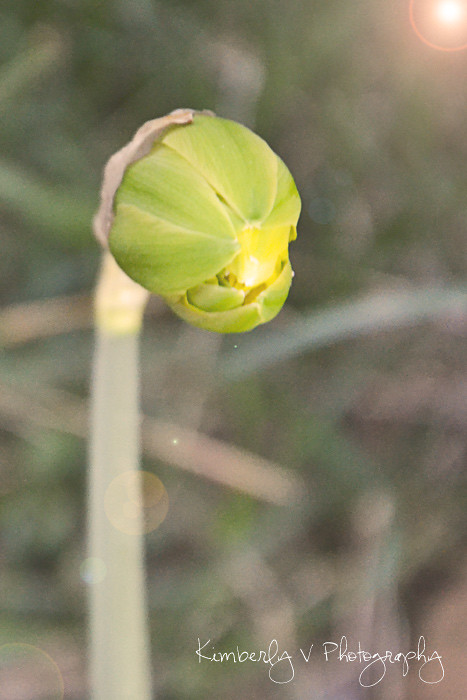 seed-or-sprout