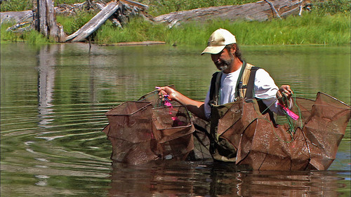 A Forest Service scientist searches for signs of aquatic life in a lake within the 1980 blast zone of Mount St. Helens. Photo from the video, “Mount St. Helens: A Living Laboratory.”