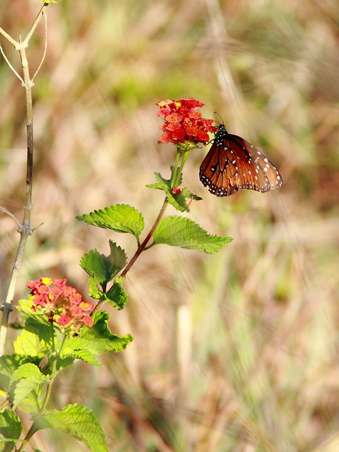 Queen butterfly 20120409