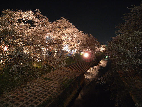 「夜桜」を愛でてきました ＠大中公園（大和高田市）