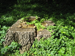 Stump by mrsdkrebs