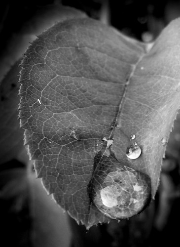 Raindrop on a Leaf