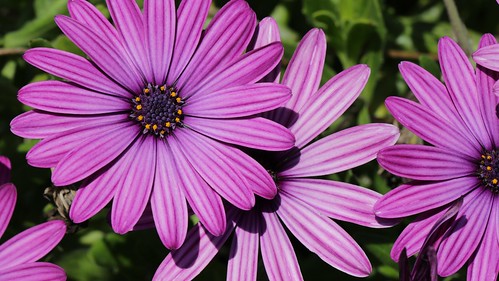 purple flower pictures