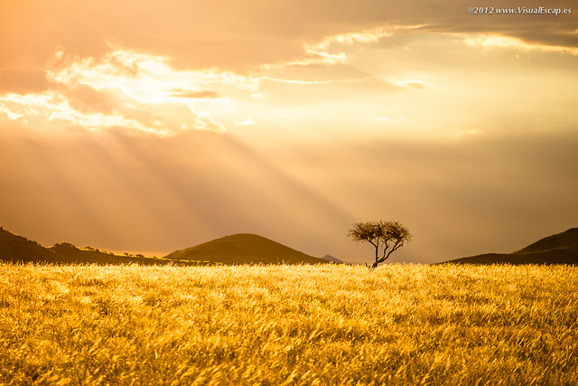 Golden Morning ~ Namibia