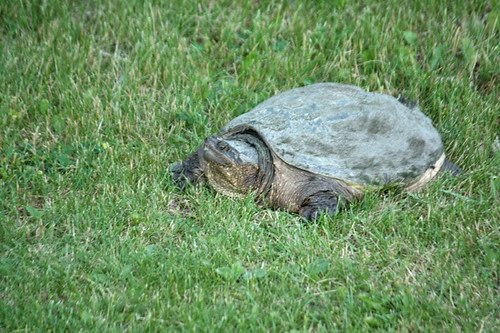 Snapping-Turtle-2