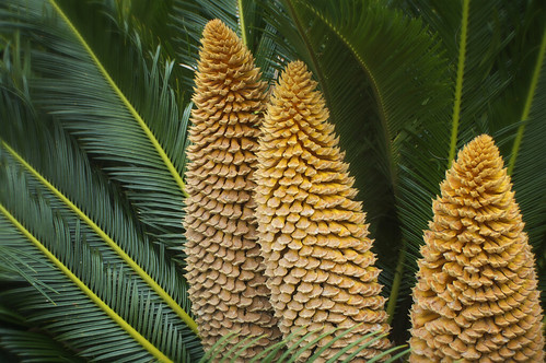 Sabal Palm by erickpineda527