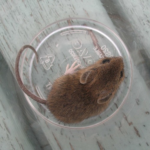 Mouse in a pint glass