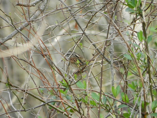 Uncooperative Swamp Sparrow