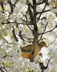 "Dove in a Cherry Tree"  (Front Street)  Traverse City, Michigan by Michigan Nut