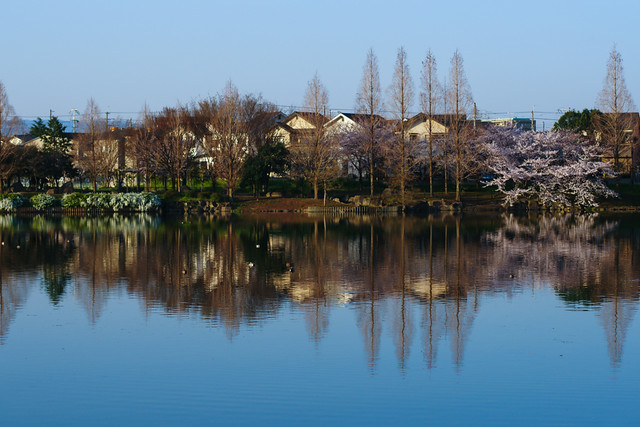 Sakura, 2012