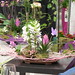 composición elaborada por Andros con una estructura de base, plantas de orquídea, thilansia, y fitonia en rosa, con armoniade colores y un detalle decorativo de mariposa