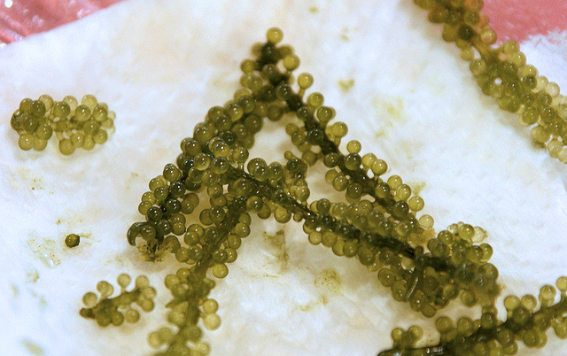 Umibudou! Sea grapes that pop in your mouth